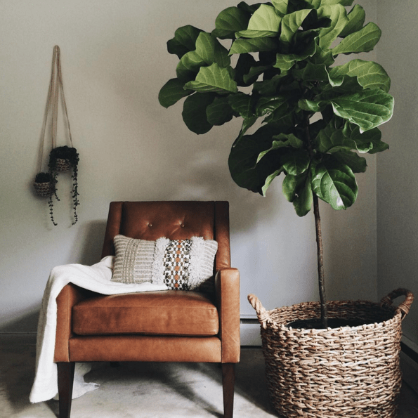 everything-you-need-to-know-about-the-fiddle-leaf-fig-green-living-room-56a93a90cc657e184583bf83-w1000_h1000